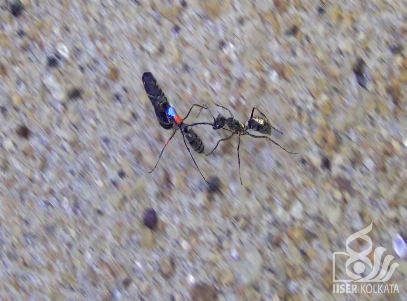 Scientists study kidnappers in the ant society